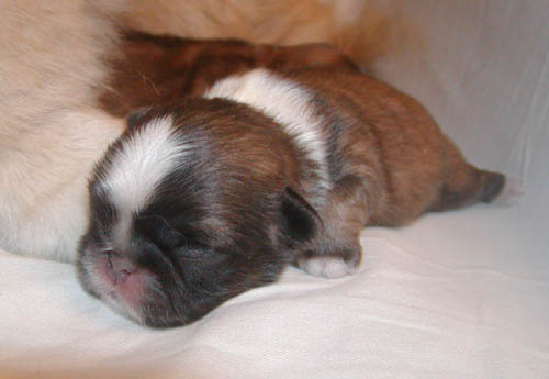 8 weeks