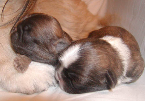 8 weeks