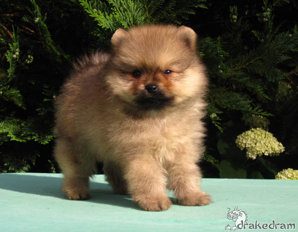 6 weeks