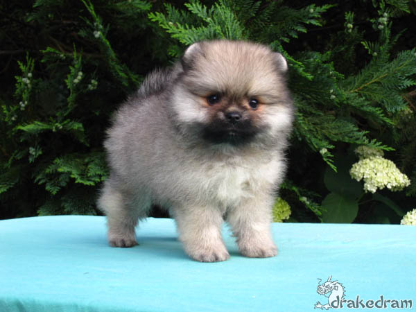6 weeks