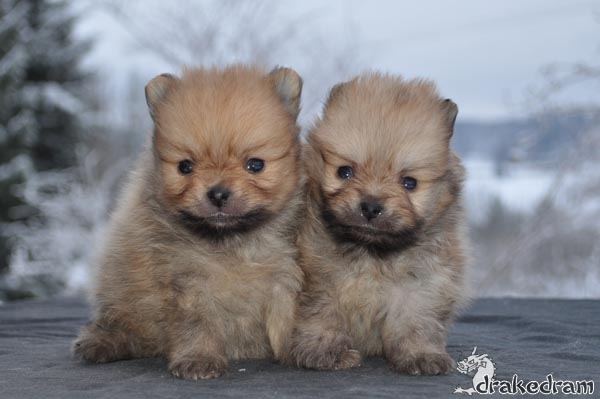 6 weeks