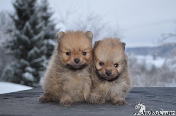 6 weeks