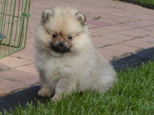 9 weeks