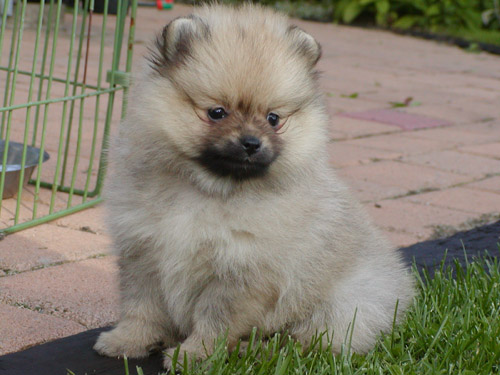 9 weeks