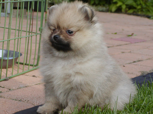 9 weeks